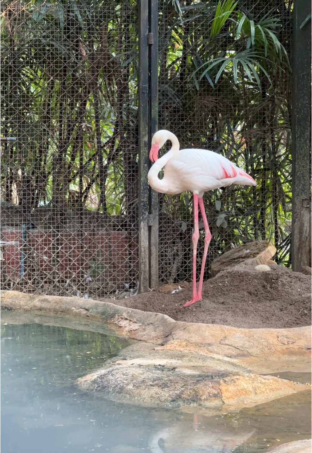 #สวนสัตว์แปลกเขาเขียว #flamingo 🦩