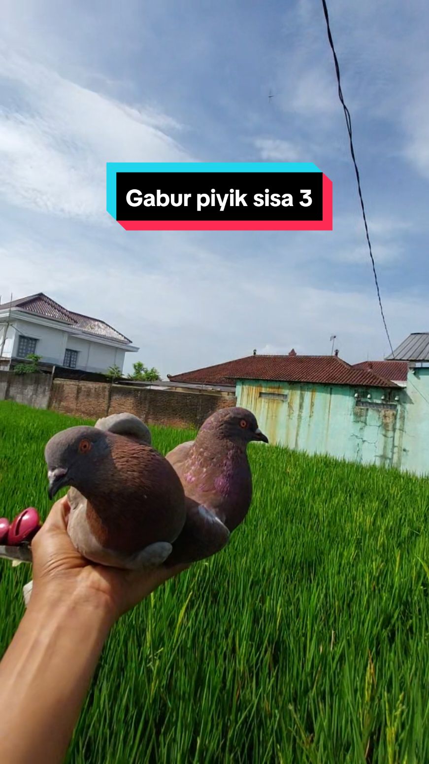 Gabur peyik sisa lar 3 jarak 2,5km #fypage #4u #purbalinggaperwira #merpatilovers #merpatitomprang #merpatirumahan #merpatitinggian #storymerpati #merpatiku #bahanswmu #putraperwirabf 