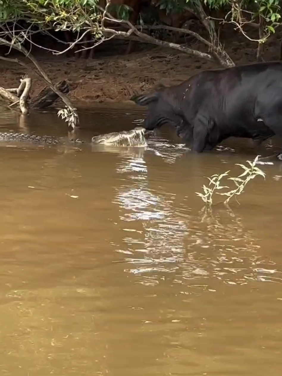 This is nature #animals #viral #foryou #viralvideo #explore #fyp #trand #mrhunt001 #fight #animals #wildlife #crocodile #jungle 