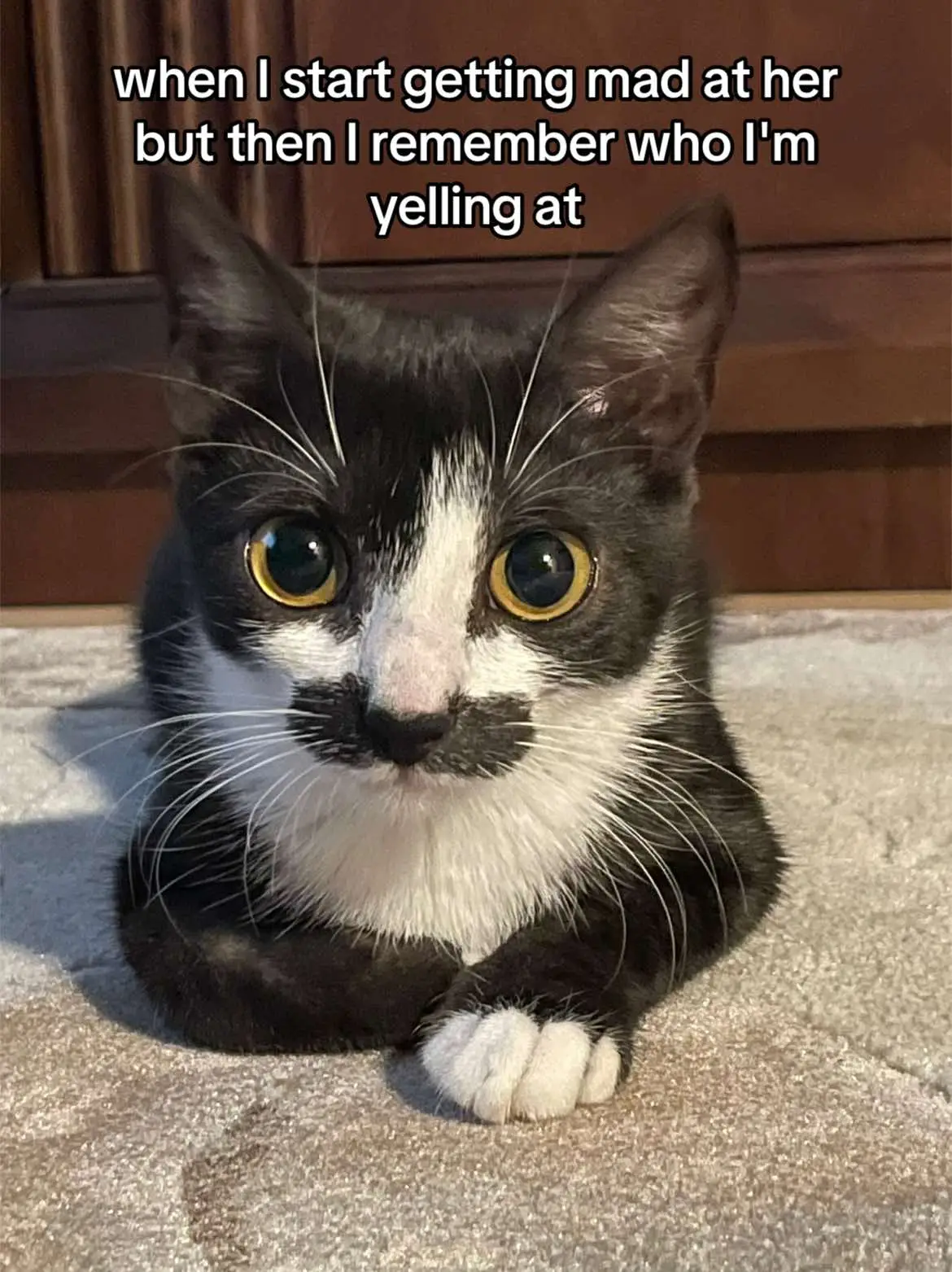 cat with moustache 🥸 #catsoftiktok #catlover #kittens #kittensoftiktok #PetsOfTikTok #petlover #catslovers #kitten #funnycat #fyp #myshayla 