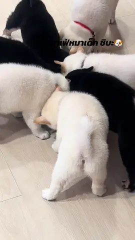 คาเฟ่🐶หมาเด็ก ชิบ้ะ #รีวิวคาเฟ่หมา  #น่ารัก #หลังจุฬาบรรทัดทอง #บริการดีมาก 🐶