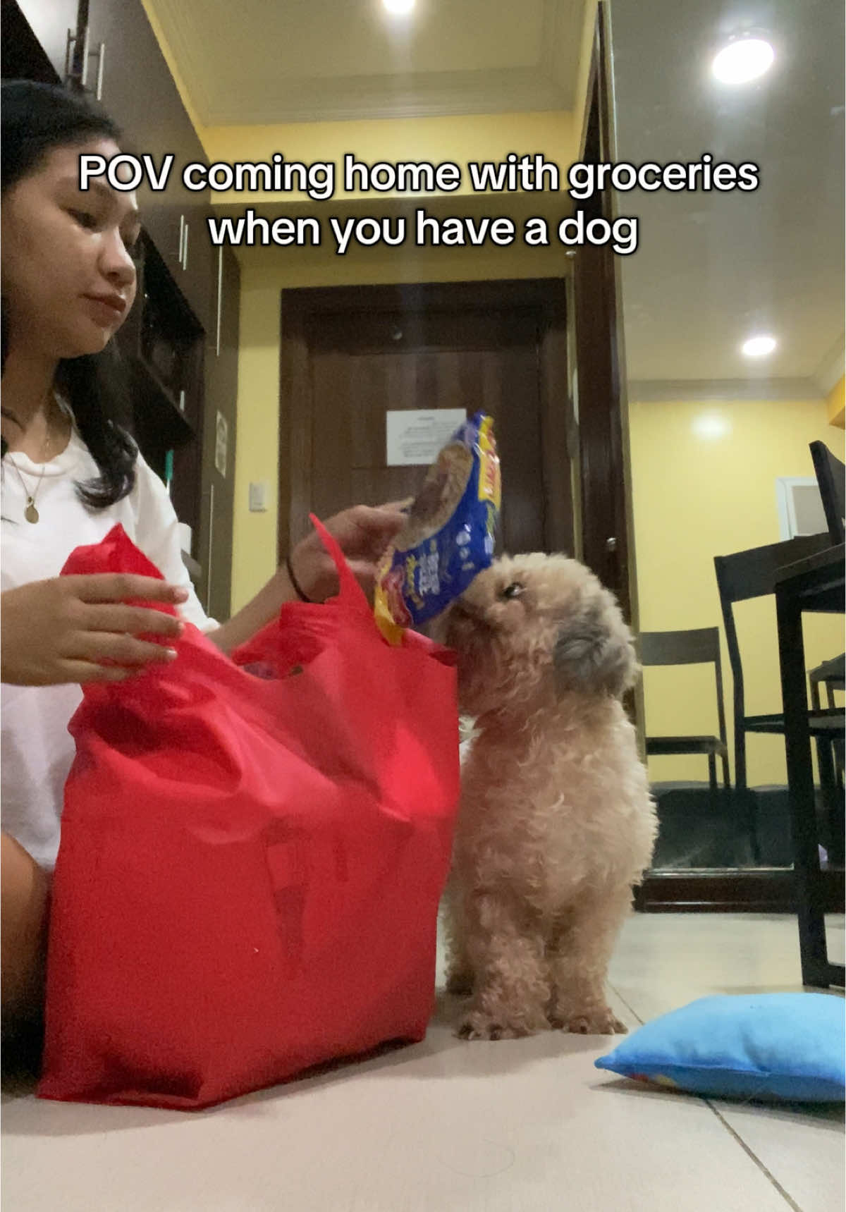 #shihtzu #shihtzusoftiktok #fyp 