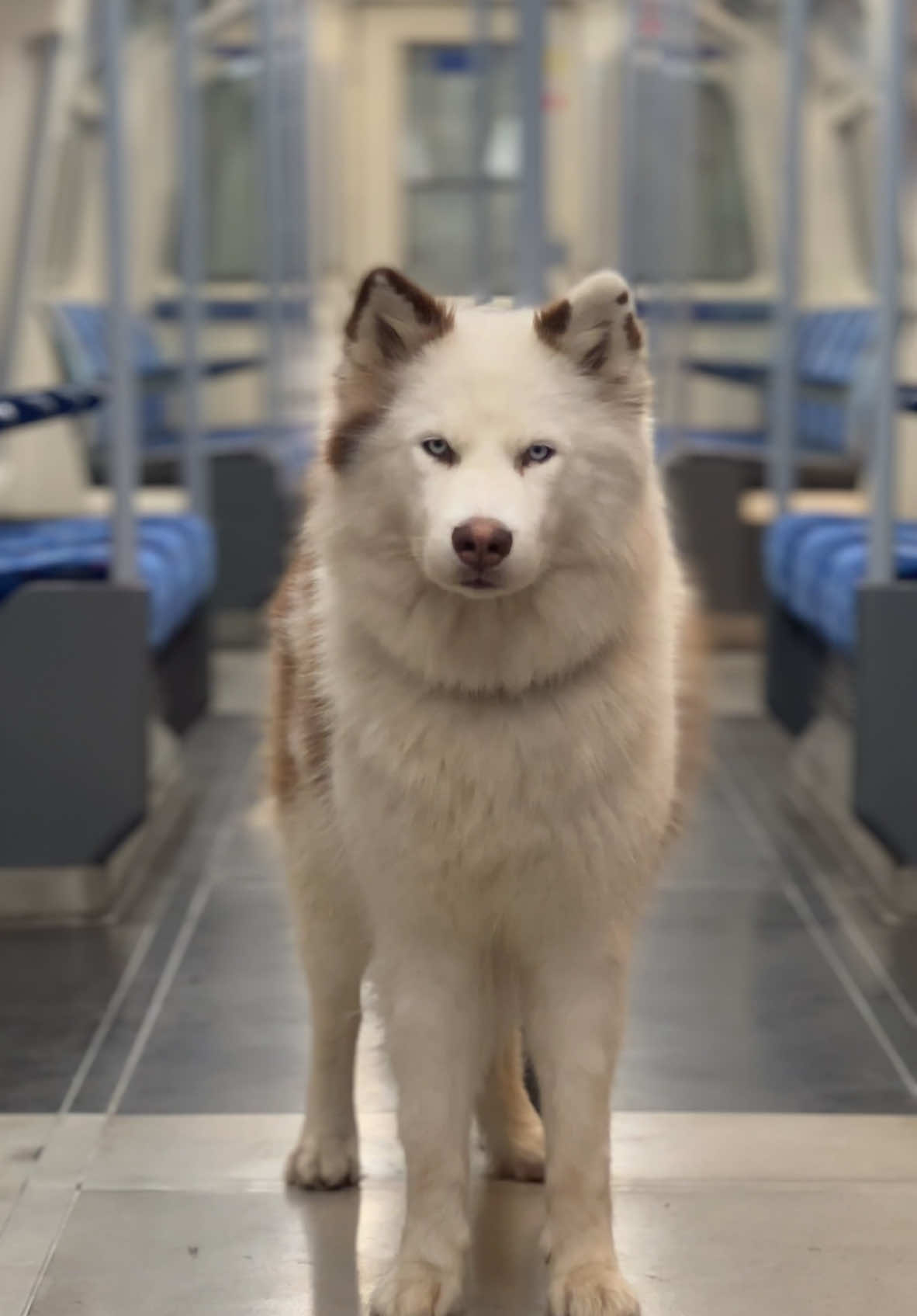 Adorned by the heavens, you are perfection itself🥀 #dogphotography #viral #pets #tfl #train #fyp #foryou #goddess #pet 