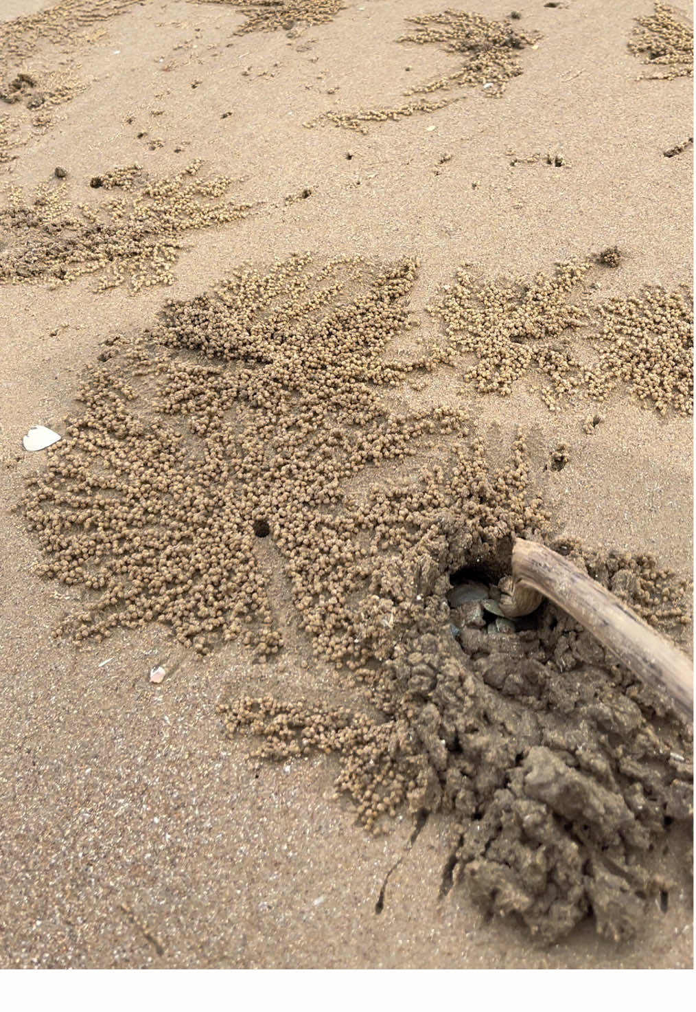 Cuma 1 aja senang nya luar biasa apalagi mamah nada sering dapat banyak  #mamahnada #kepiting #kerang #pantai 