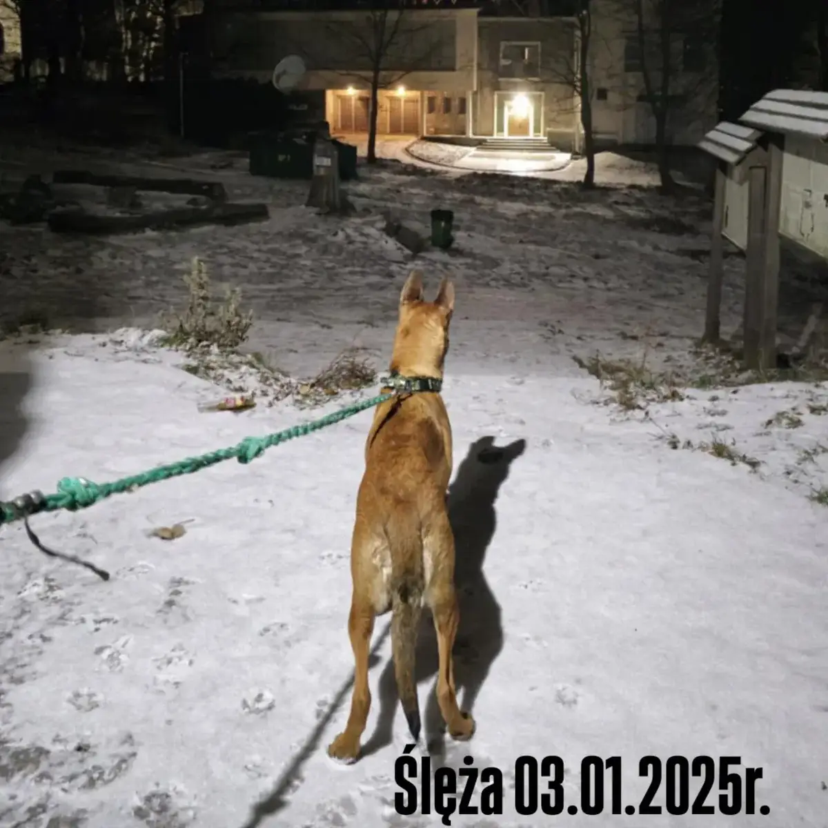 wejście w nocy na Ślęże #ślęża #spacerek #dog #moutains #malinois #belgianmalinois #belgian #k9 #dark #night #nature #naturevibes #victoria #venividivici #dogsoftiktok #doggo #DogTraining #foryou #foryoupage❤️❤️ #Wroclaw #wroclawgirl #poland🇵🇱 #europe #europegirl 