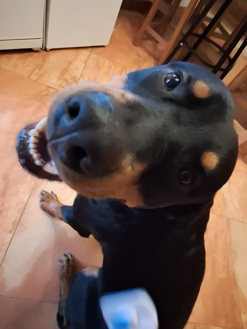 Ares haart nur 2x im Jahr #aresderrottweiler #dogs #Hunde #rottweilersoftiktok #rottweiler #rottie #hundevideos #rottweilerlife #dogsoftiktok #rottiesoftiktok #fürdich 