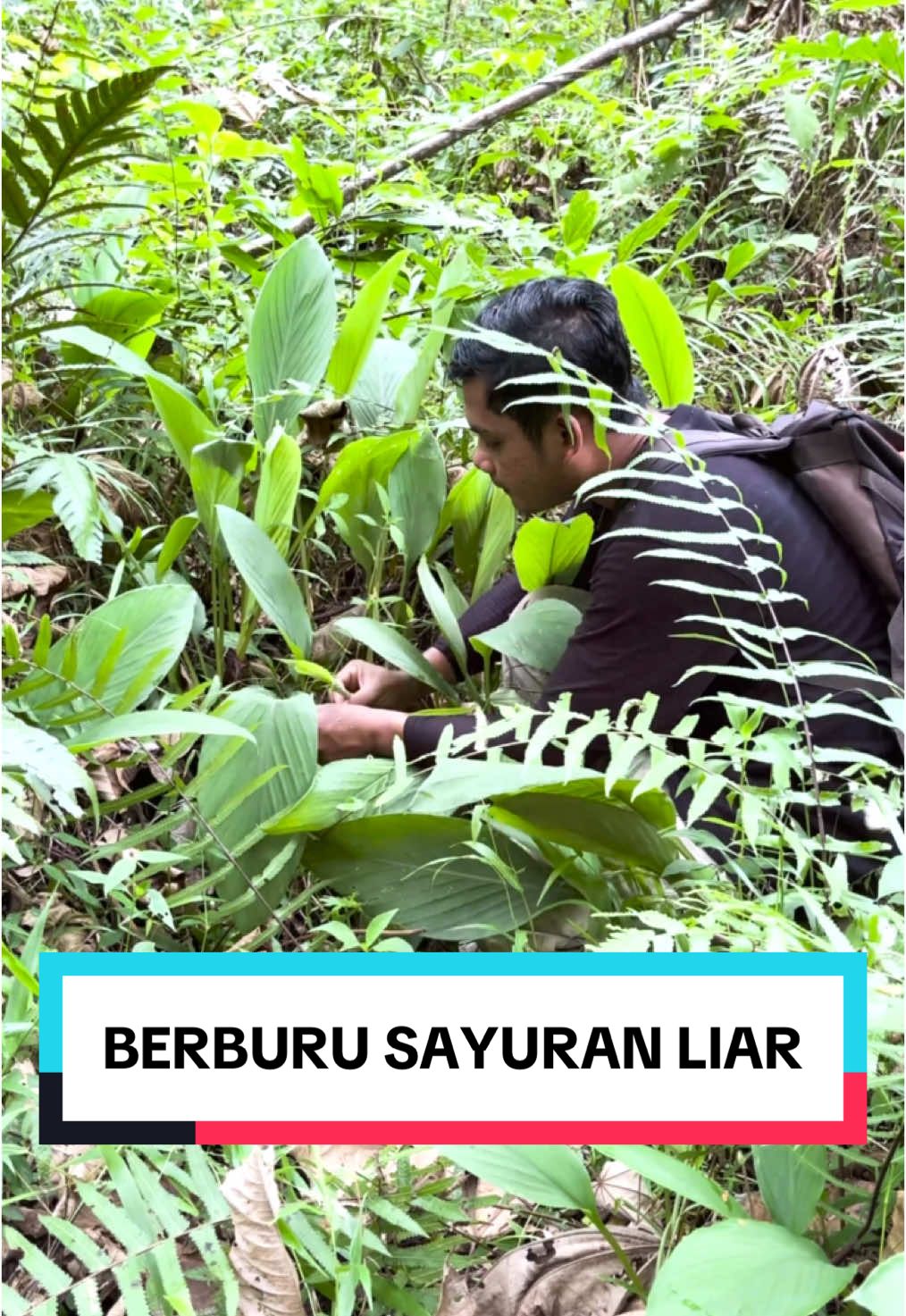 Mencari Tanaman Liar Dan Tidak Sengaja Menemukan Air Terjun Tersembunyi Ditengah Hutan #nyaimercon #pangsitnyaimercon @NYAI MERCON #alam #hutan #berburu #petualangan #sayuranliar #makananalam