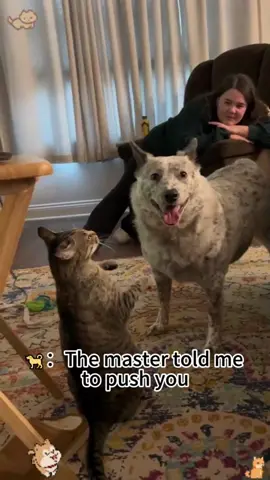 Dog vs Cat #dog #dogs #cutedog #funnyvideo 