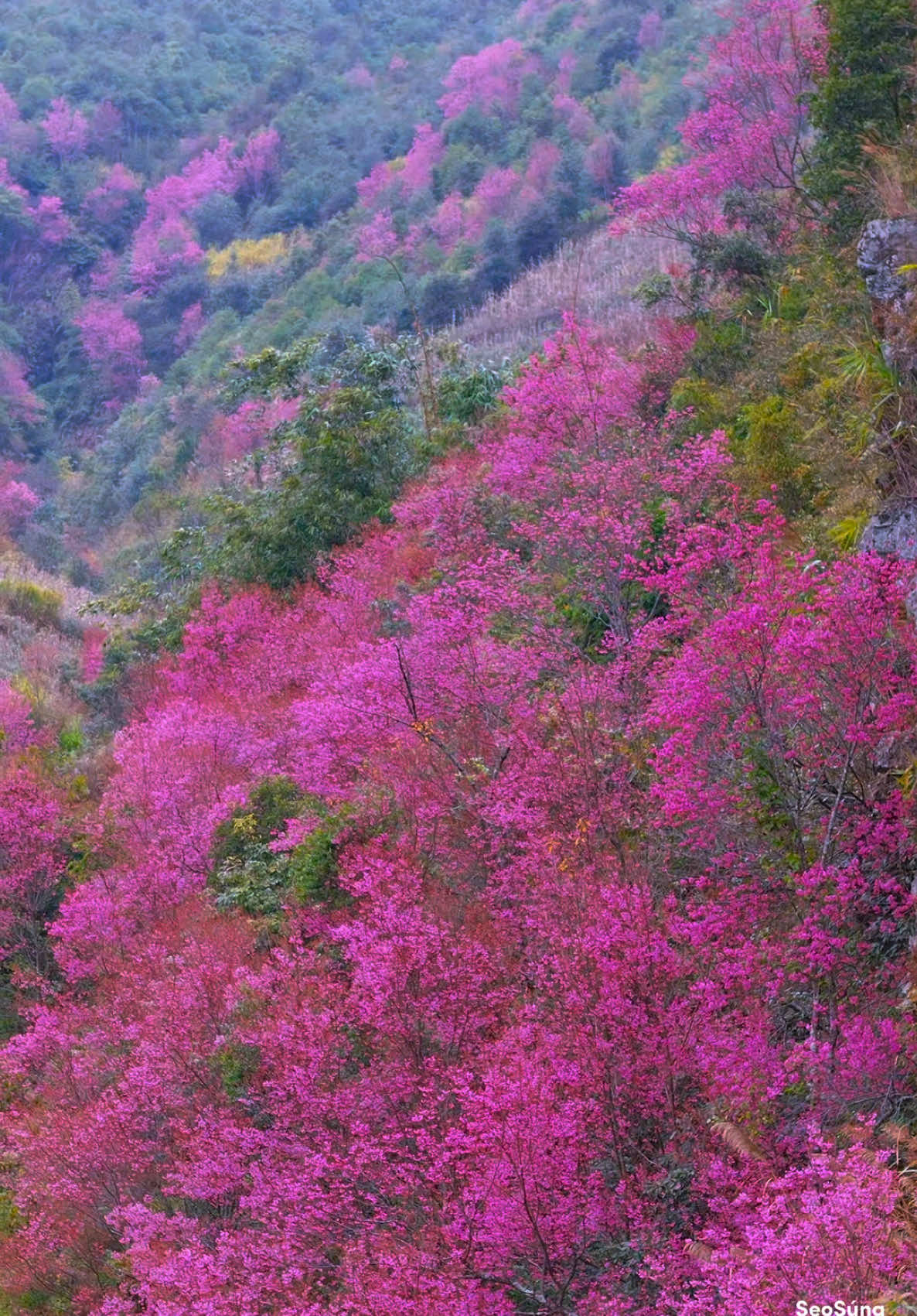 Thung lũng hoa anh đào La Pán Tẩn Mù Cang Chải Yên Bái .#nkaujkhosiab #taybac #nhipsongtaybac #cuocsong #dulich #dulichvietnam #muadong #nguoivungcao #flaycam4k #canhdep #canhdepvietnam #binhye #mucangchai 