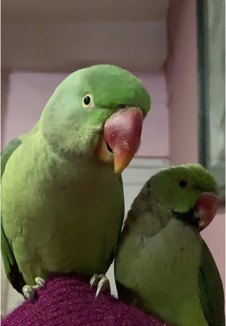 Talking parrot coco #chatteringbeaks #talkingparrotcoco #parrottalking #nepalilanguage #nepaliparrot #viralparrot #parrotsoftiktok♥️☺ #parrottalk #parrottalking #parrottok #alexandrineparrot #irn #rawparrot #birdtalk 