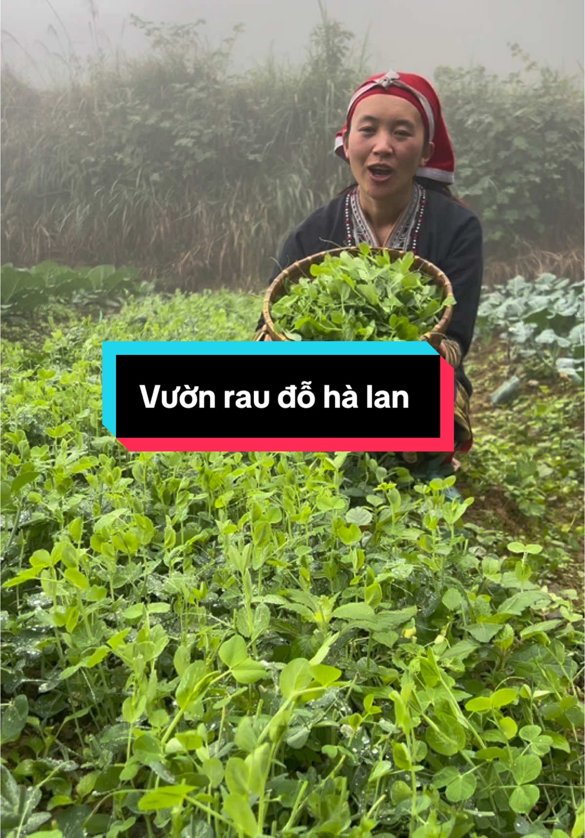 Vườn rau đỗ hà Lan (  Ăn Lẩu rau đỗ Hà Lan)