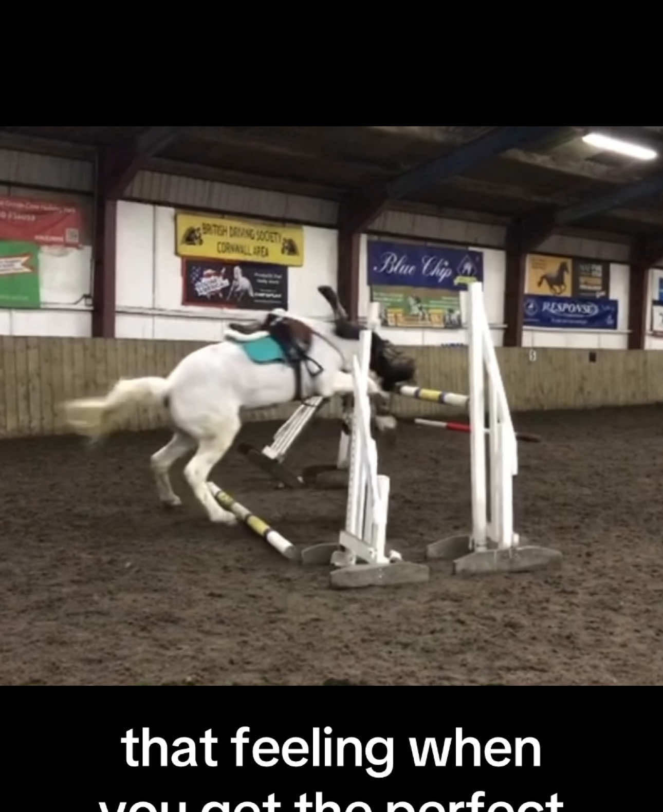 the one and only time i’ve ever fallen off rory 🥲 #equestrian #fyp #foryourpage 