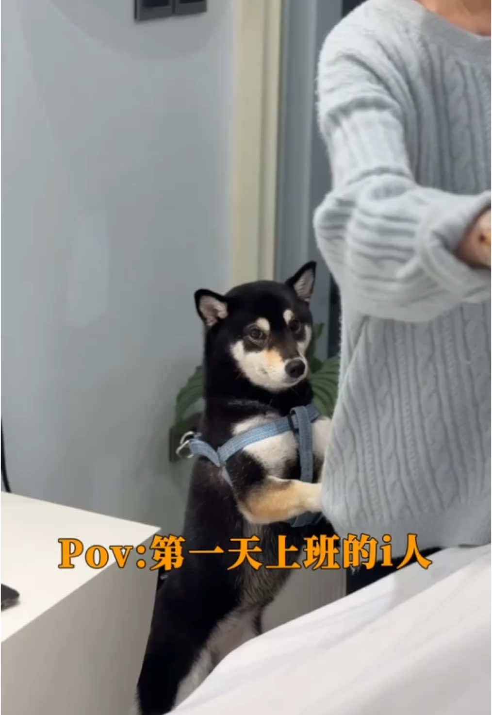 第一天上班的i 人⋯ （永遠躲在後面） #柴犬 #柴犬マニア #萌寵 #寵物友善 #寵物 #柴柴 #柴柴日常 #柴柴系列 #寵物溝通 #毛小孩 #狗狗 #狗狗日記 #動物 #dogs #小柴犬 #赤柴 #赤柴🐕 #總柴 #總柴迷因 #搞笑 #搞笑生活 #搞笑日常 #黑柴 #黑柴犬 #黑柴日常 #i人 #i人和e人 #i人日常 #i人屬性大爆發