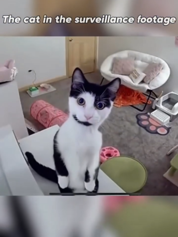Cute cats caught on surveillance camera 📸 😹.  #cat #cats #meme #memes #funny #viral #catmemes #cute #fypviral #blowthisup #fy #fyp #foryou #fyp 