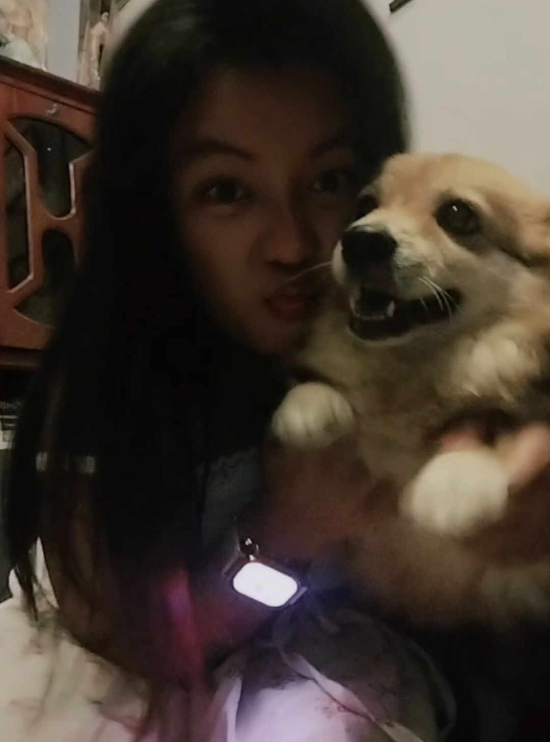 TikTok-an bersama gemoykuu Cassie😍🤍 #anabul #corgi #fyp 