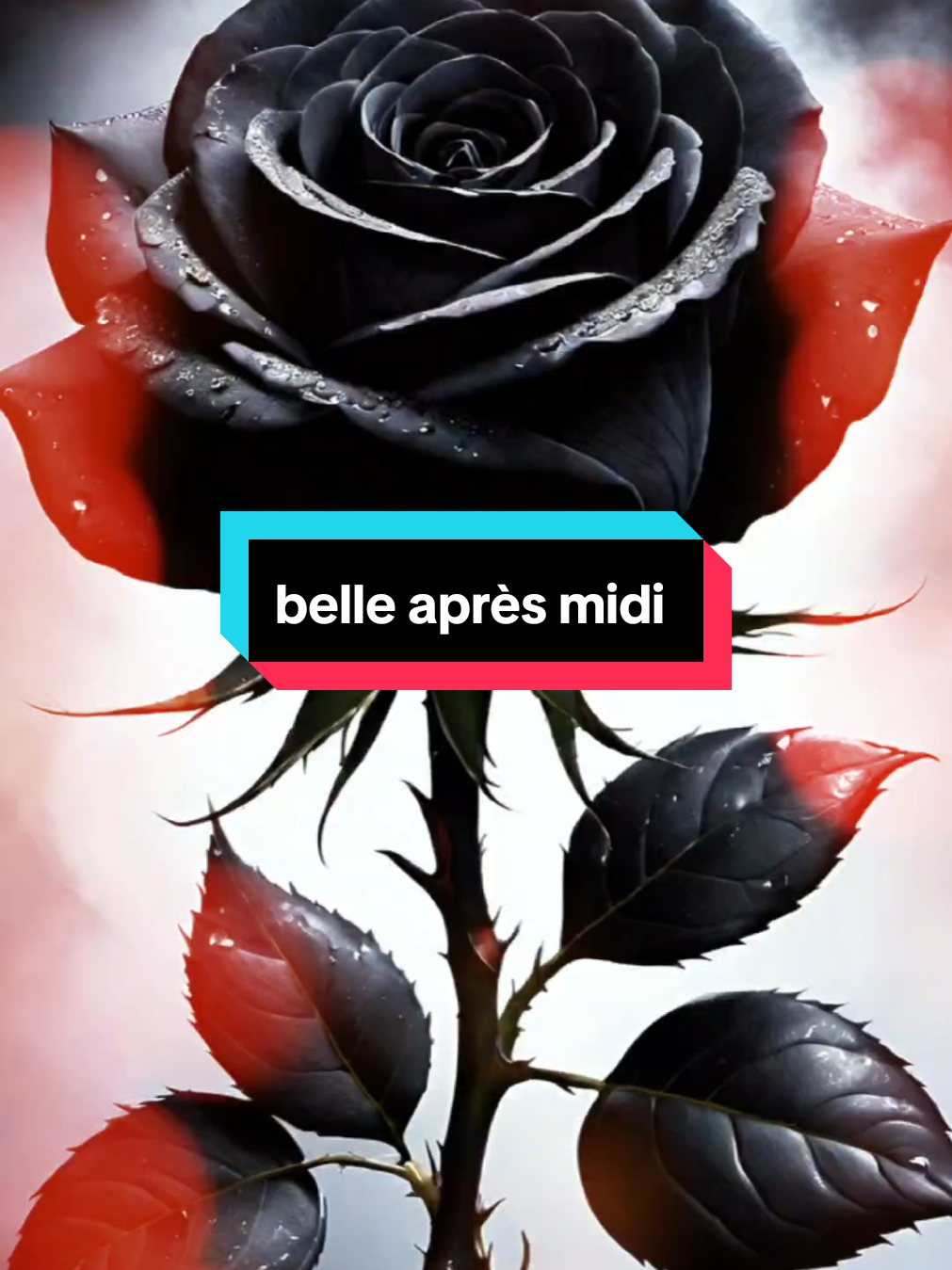 coucou, belle après midi tout le monde #mysterious #pourtoi #amitié #blackrose 