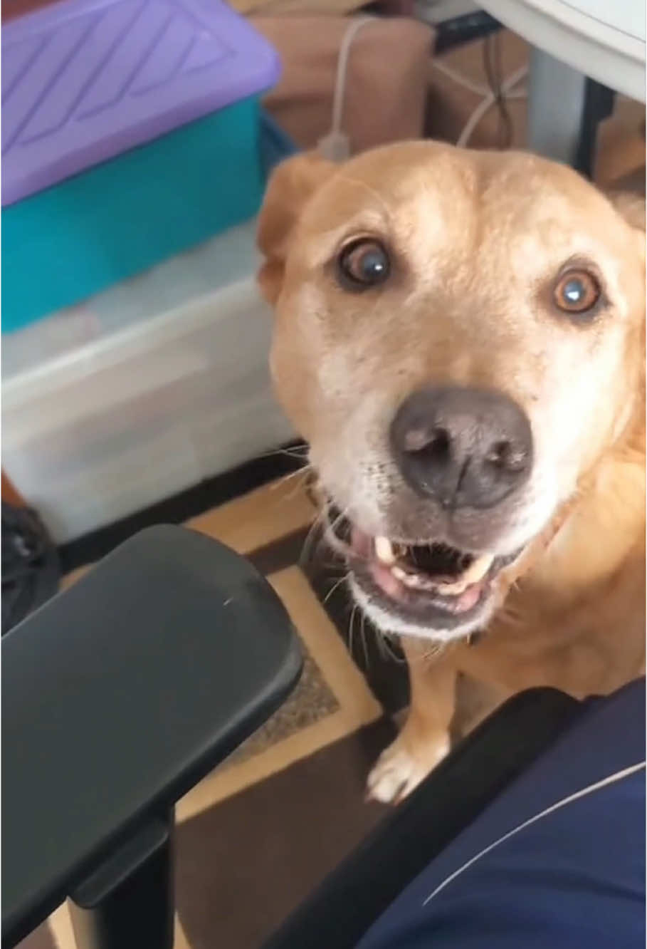 Dog scared by thunder 🤣🤣🤣#dog #doglovers #cute #funnyvideos #happy #PetsOfTikTok #funnypets 