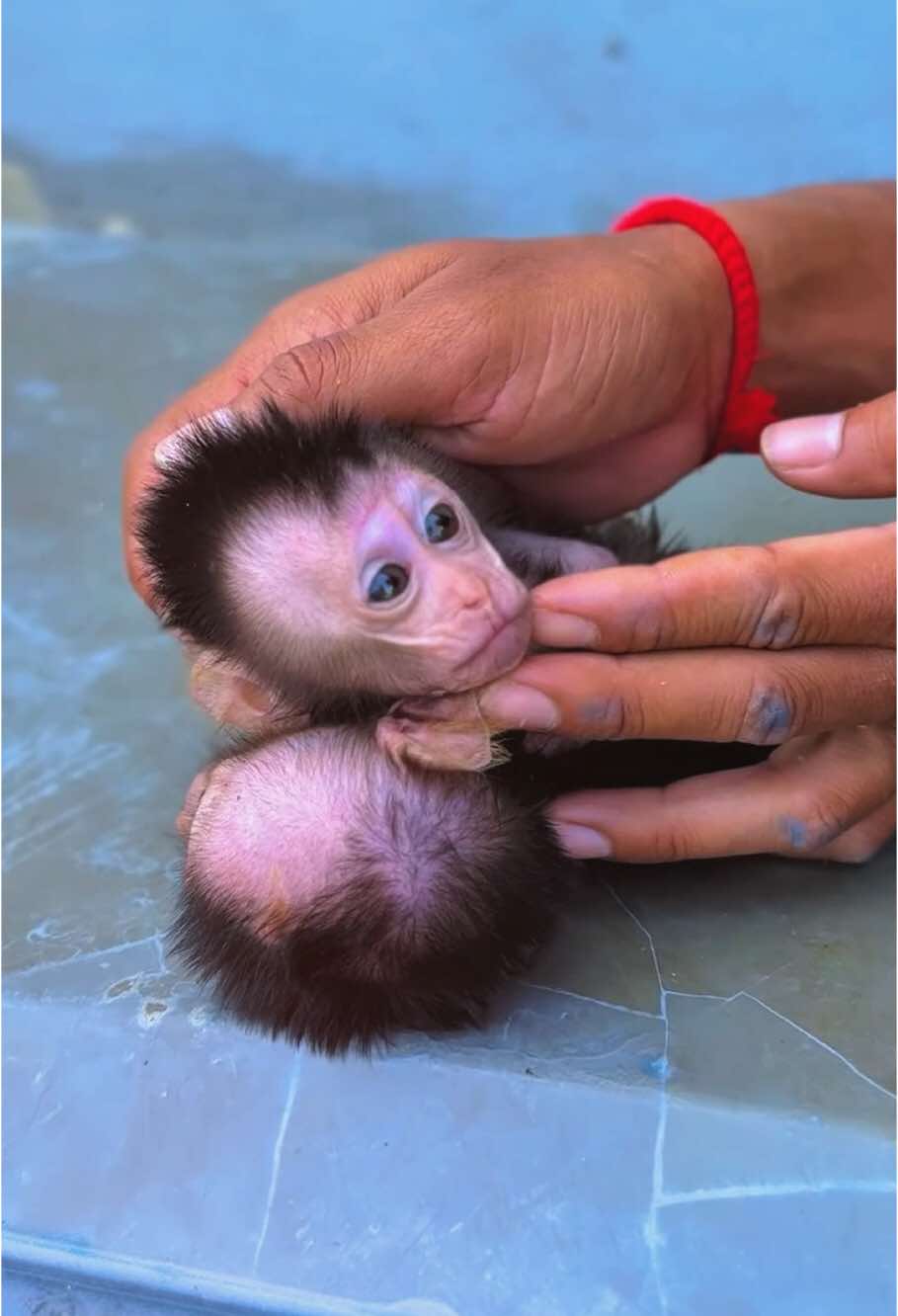 #monkey #monkeys #monkeysoftiktok #monkeydluffy #monkeybaby #animal #pet #paris #monkeytiktok #monkeyface #cutemonkey #wildlife #fyp #wildanimals #animals 