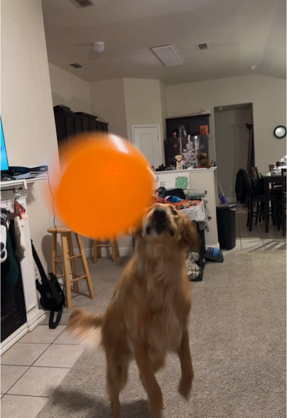 It seems that Honey loves playing with balloons. 😍 #honey #goldenretriever #fyp 