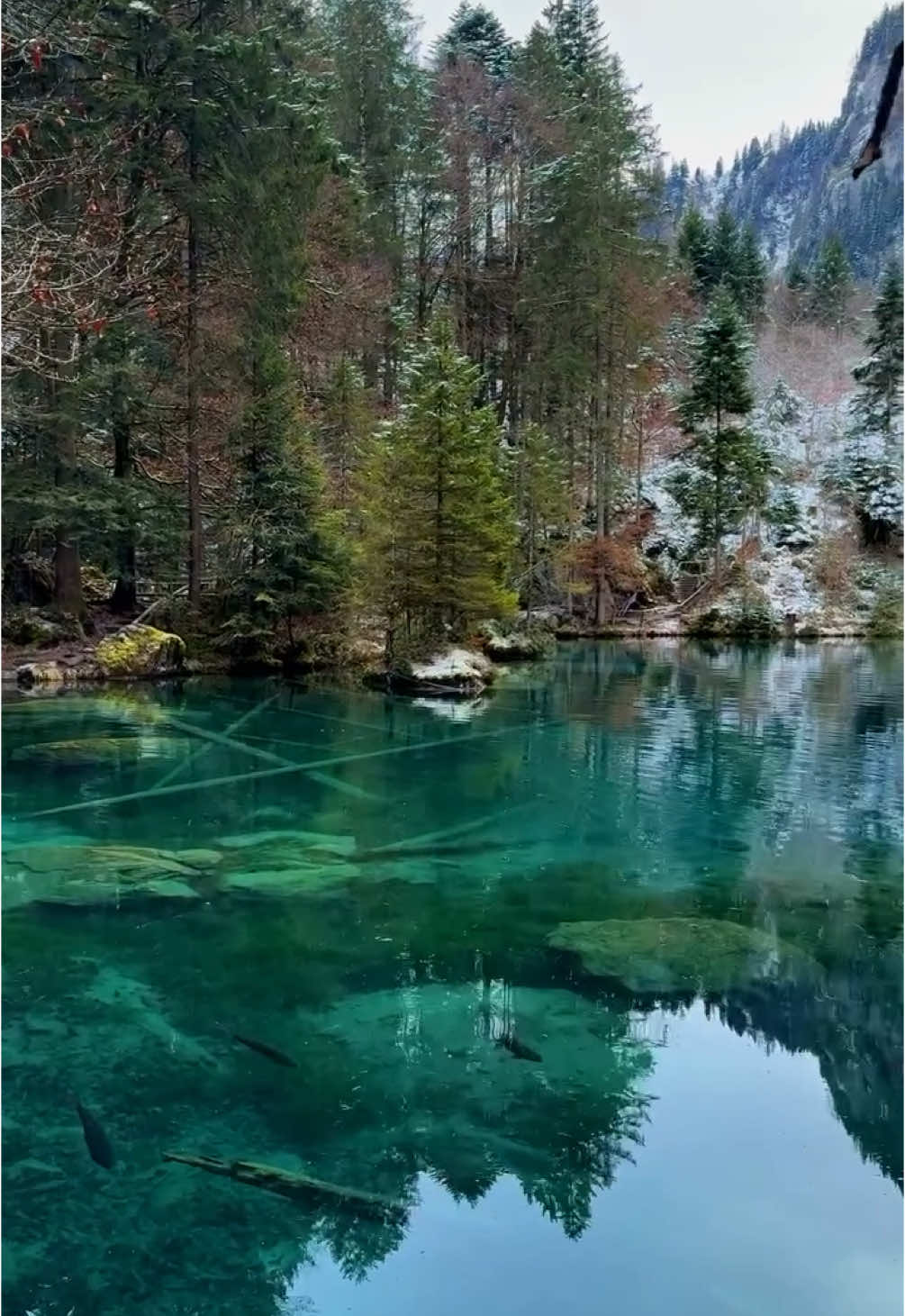 📍Blausee, Switzerland 🇨🇭 Follow for daily Swiss Content 🇨🇭 📌 Save this for your (next) trip to Switzerland 🇨🇭  🎥 by: @swisswoow  #berneroberland #switzerland #mountains #schweiz #swissalps #myswitzerland #nature #inlovewithswitzerland #Hiking #swiss #alps #wanderlust #visitswitzerland #travel #jungfrauregion #suisse #landscape #bern #thunersee #kandersteg #blickheimat #grindelwald #lauterbrunnen #interlaken #lake #switzerlandpictures #swissmountains #switzerlandwonderland #blausee #photography 