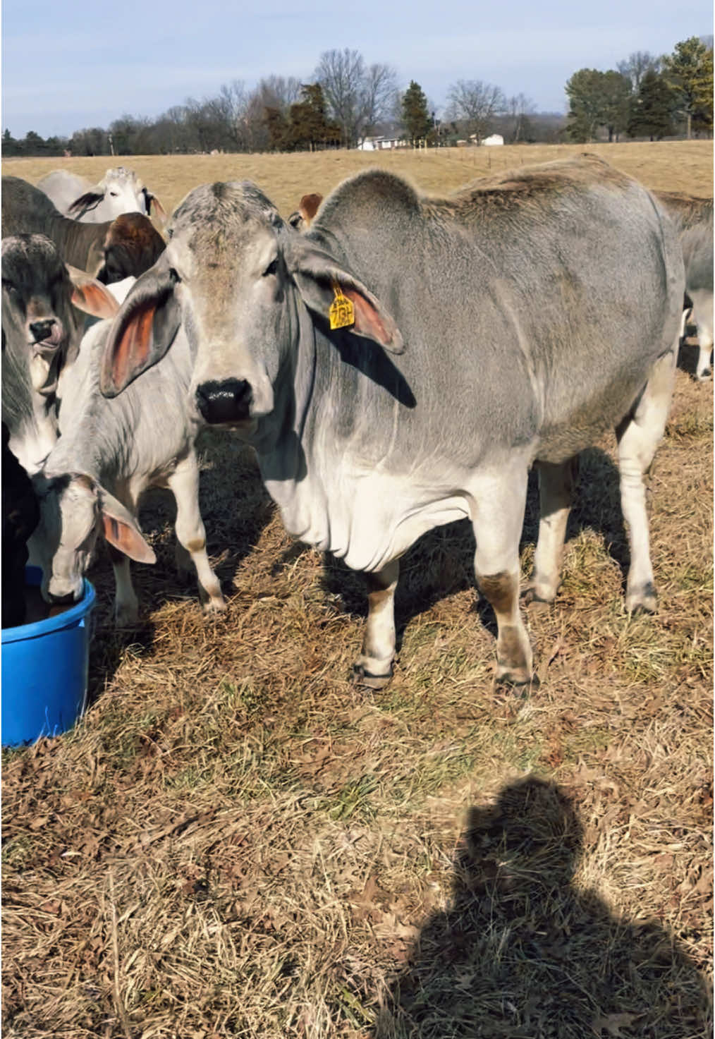 Who doesn’t love a floppy eared pet????#cows #cattle #farmlife #ranchlife 