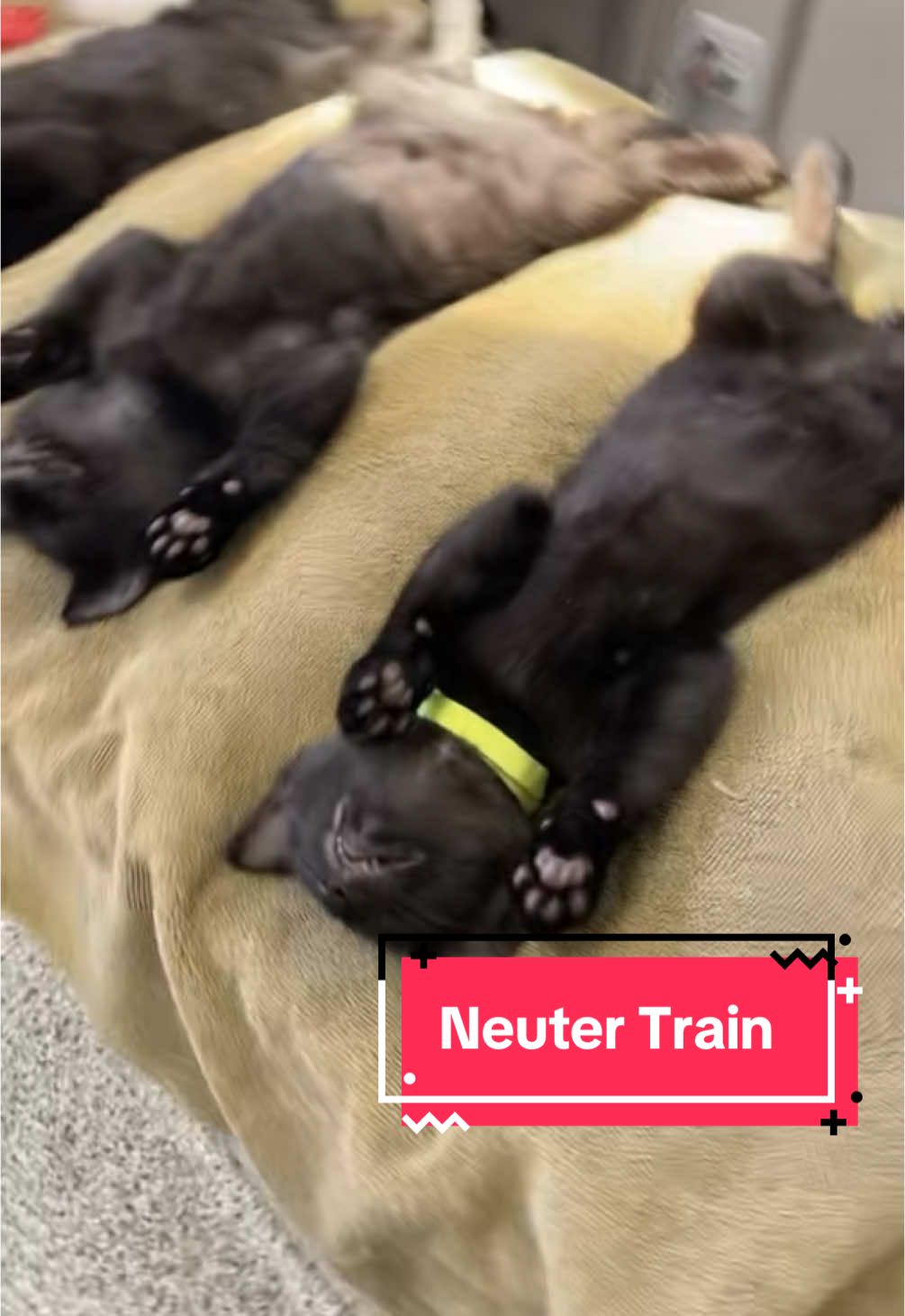 Can’t believe the neuter train video is 2 years old now! Our clinic works with rescues and new vet students to perform low cost neuters/spays. These kittens were apart of that. #vettech #cat #kitten #vetmed 