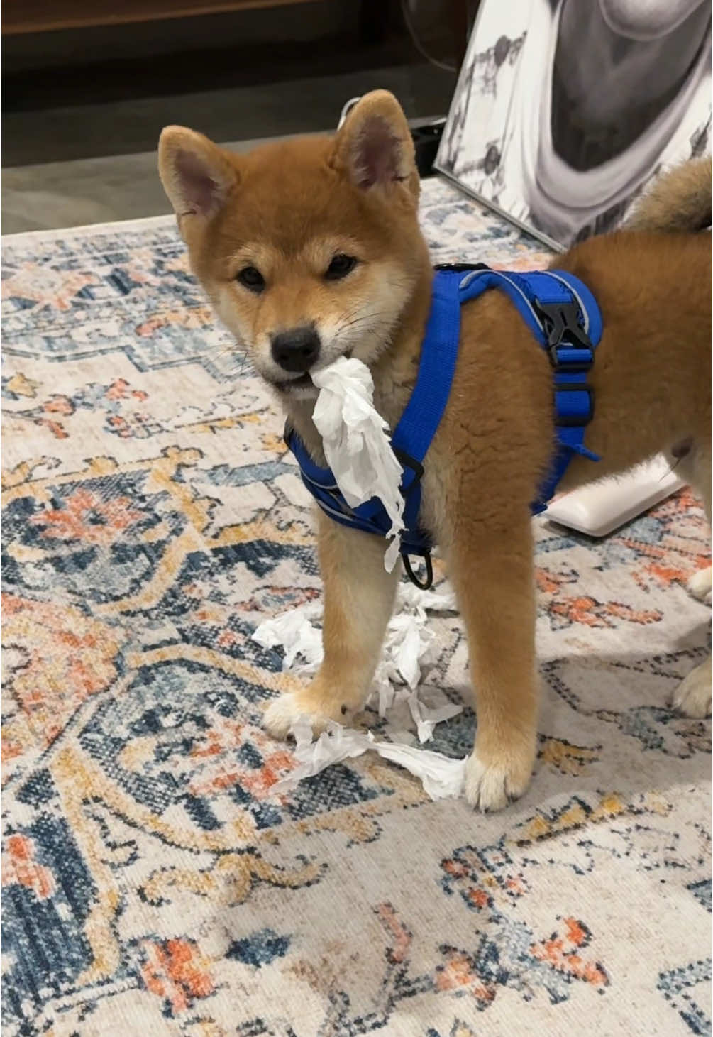 anjir langsung tantrum wkwkwkwkwkw #fyp #fypシ゚viral #shibainu #shibadog #shiba #shibainupuppy #foryoupage❤️❤️ #