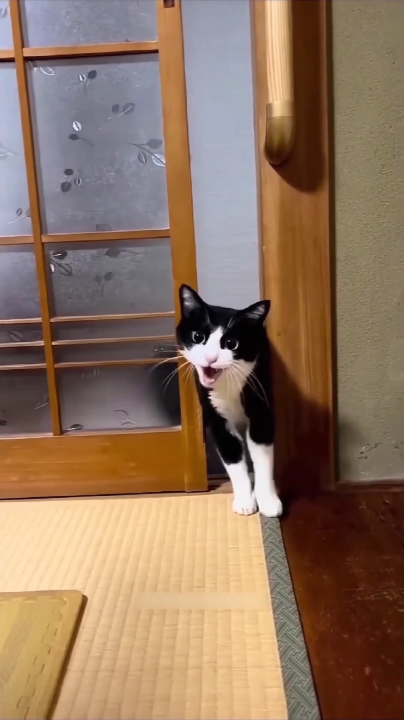 Cats can open doors 🤣🤣 #cat #kitten #funny #funnycat #funnypets #funnyanimals #funnycatsoftiktok #cutecat #catslover #catsoftiktok 