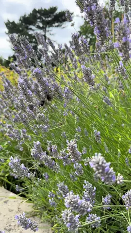 Bit of summer lavender 🌱 yay #lavendar #flowers #spring #summervibe 