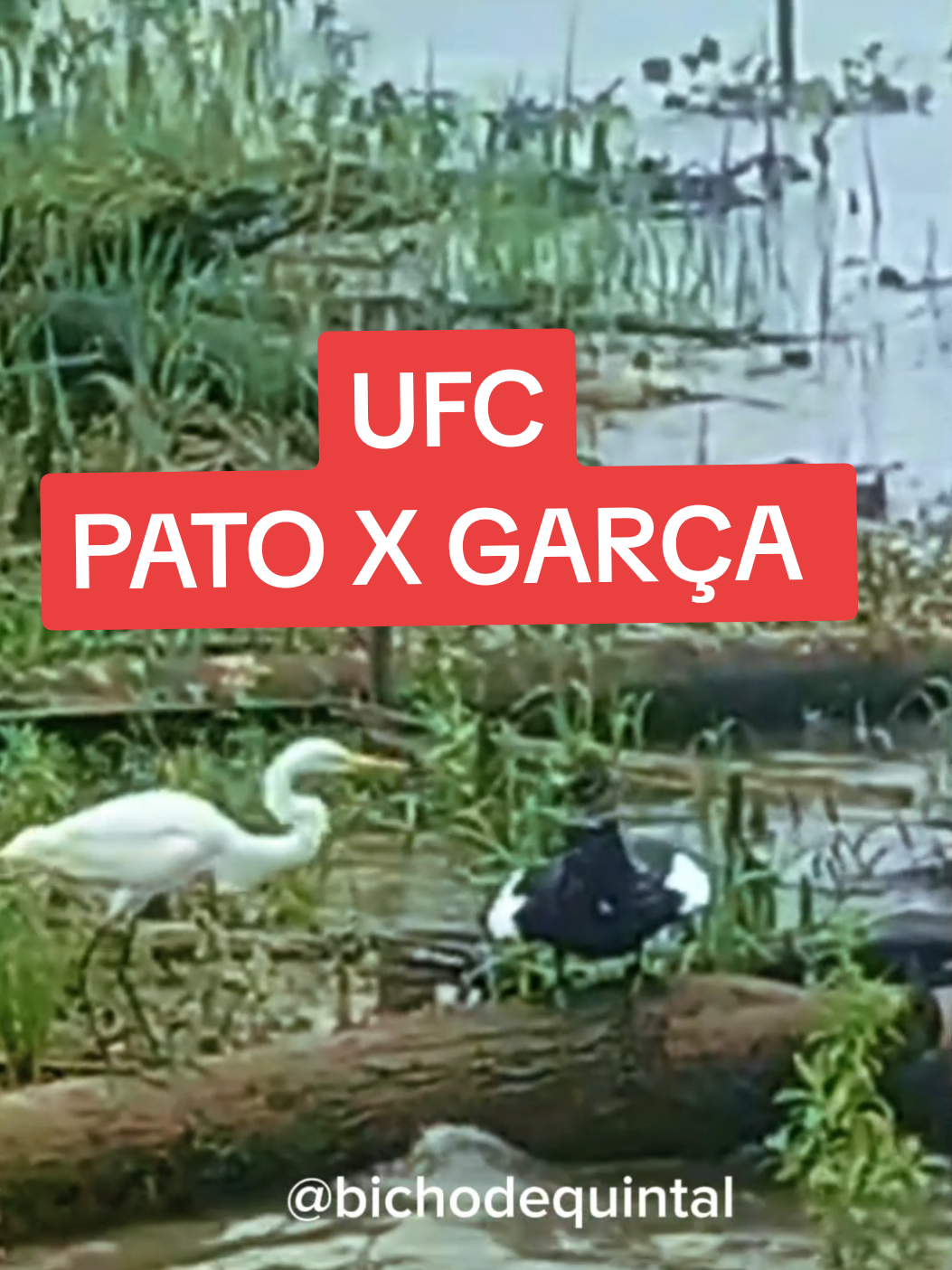 Pato X GARÇA  quem você aposta? #natureza #nature #animal #luta #foruyou 