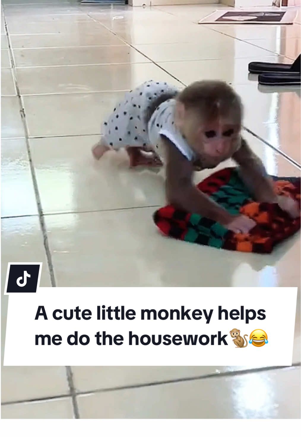 A cute little monkey helps me do the housework 🐒😂 Un mignon petit singe m'aide à faire le ménage🐒😂 #babymonkey #funnytiktok #funy #drole #cuteanimals #bestfunnyanimal #supercuteanimals #monkeysoftiktok #coolanimals #singe #videoviral #pourtoii 