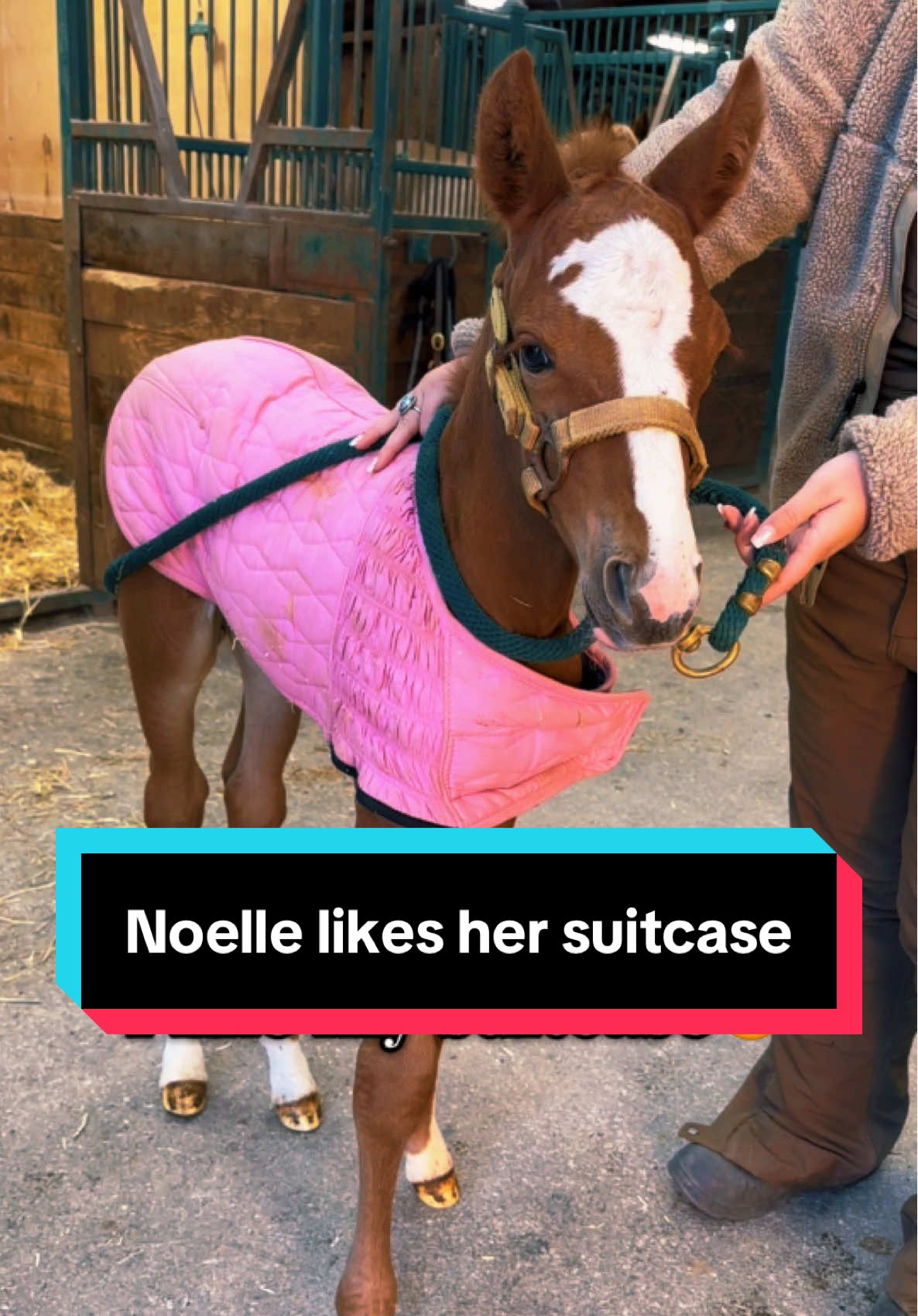 I had to🤣🐴 #ilikemysuitcase #foalingseason #foalsoftiktok 