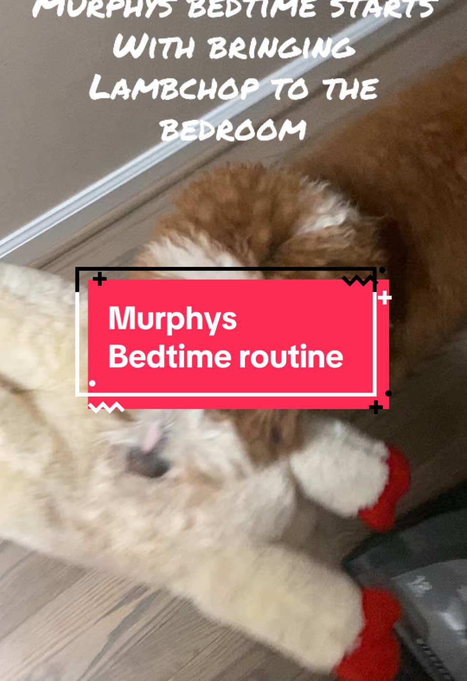 Leg at it’s like at bedtime with Murphy … …..#creatorsearchinsights #bedtimeroutine #petcommunity #fyp  #foryoupage #doodle #doodledog #doodlesoftiktok #minigoldendoodle #dogmom #goodnightmoon 