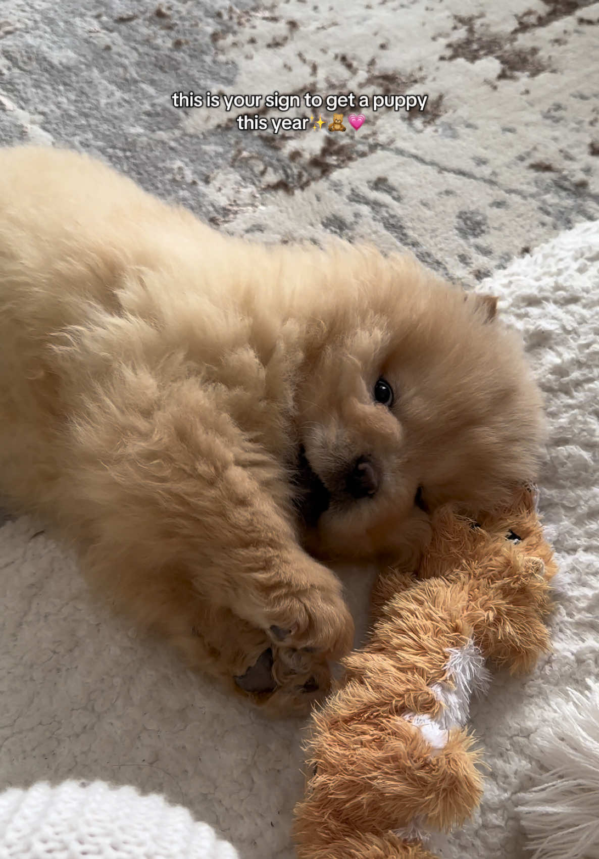 ✨Getting a puppy made my 2024 🧸💝🥰💕 #chowchowpuppy #lovemydog #fyp #pupsoftiktok #dog #dogsoftiktok #dogfyp #puppy #viral 