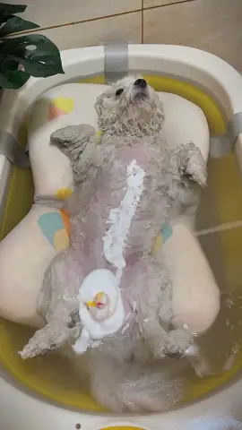 Xiao Bai bath day, my pampering for her 👀🫧 #dogsofttiktok #cute #asmr 