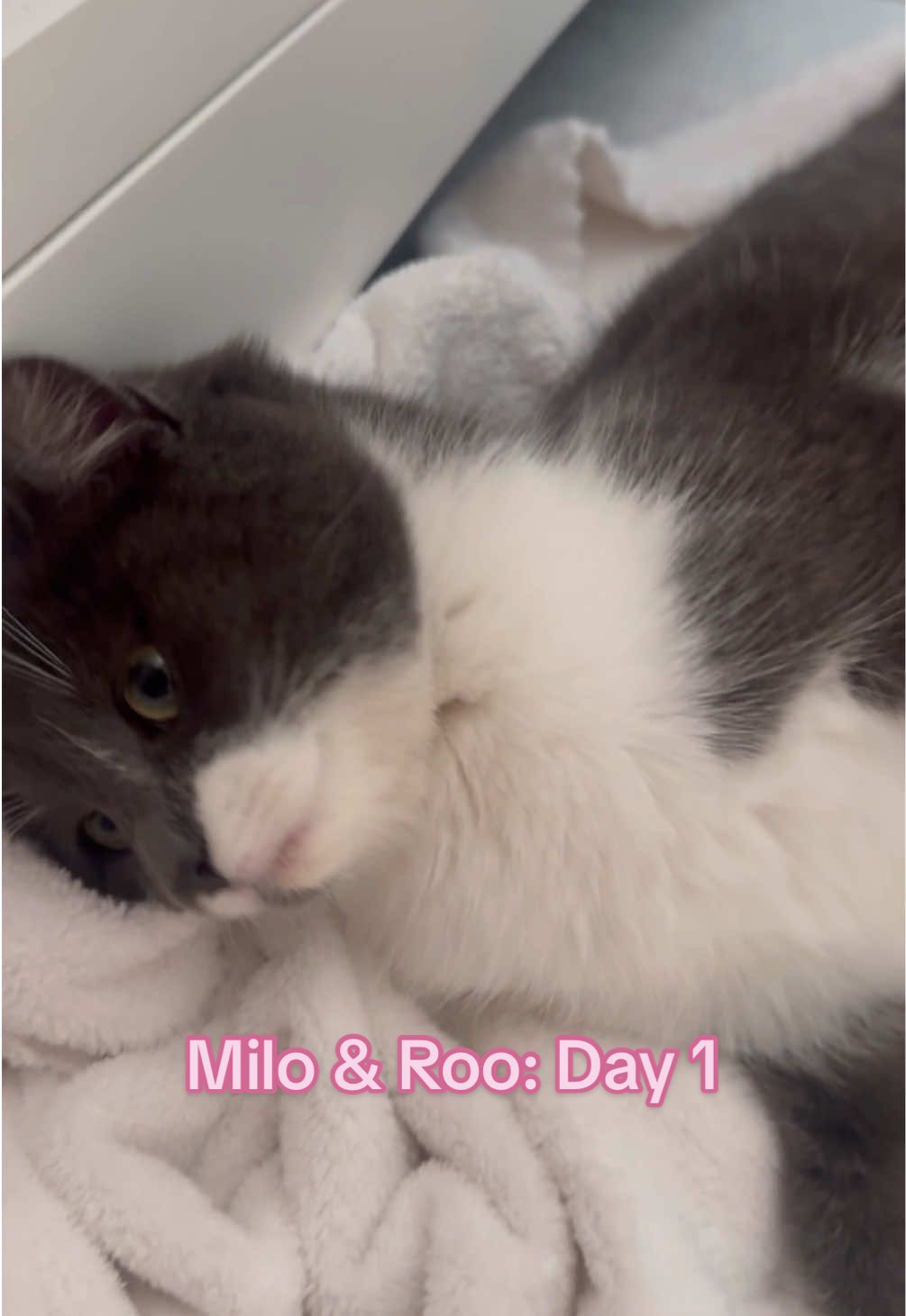 Milo’s first day with the fam - #miloandroo #milo #cat #Vlog #kitty #kitten #catsoftiktok 