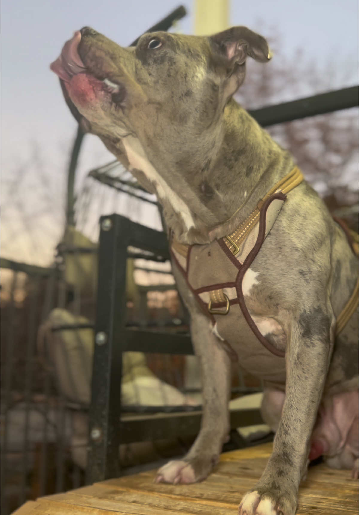 The treadmill is the best addition to our training schedule!!! Come run with Papa Mickey the American Bully #dogmom #americanbully #dogtreadmill #fypシ 