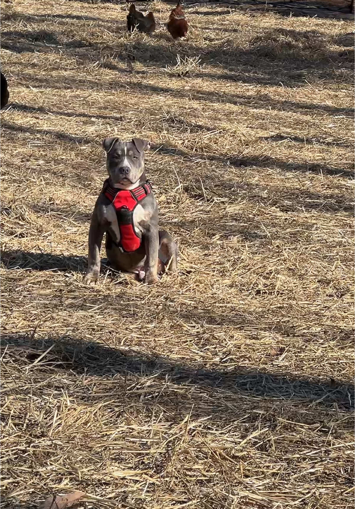 Hims so handsome 🥹🥹 #fyp #foryou #fypfyp #Roddysrescue #royalpupfamily👑#viral #Ogizzle #oglemmehollaatchu #dmvtiktok #viraltiktok #bullymenomore #treanding #roro👑 #princeypooh👑 #missduchess👑 #dukieman👑 #badassprincess👑 #siramari👑#ogsweetsandtreats #202 #703 #305 # Americanbullies #viraldogsoftiktok #ogsweetsandtreats #roddyrodd89 #queenqueen👑 #dmvtiktok #welit #ogahhh #missmia👑 #miaboo👑 #sirkodak🖤 #toypoodlekodak🖤 #rubyrose💛 