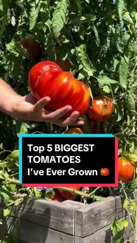 Who knows? Maybe a 2025 tomato will make it on this list.  I will be starting my earliest tomato seeds indoors by the end of January. Andiamo! Buon giardinaggio! #garden #gardening #food #plants #top #2025 #big 