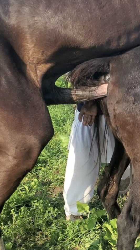Horse cross Enjoying Time Horse breeding #horse #breeding #animalbreeder #usa_tiktok #horsecrosscountry #breeder 