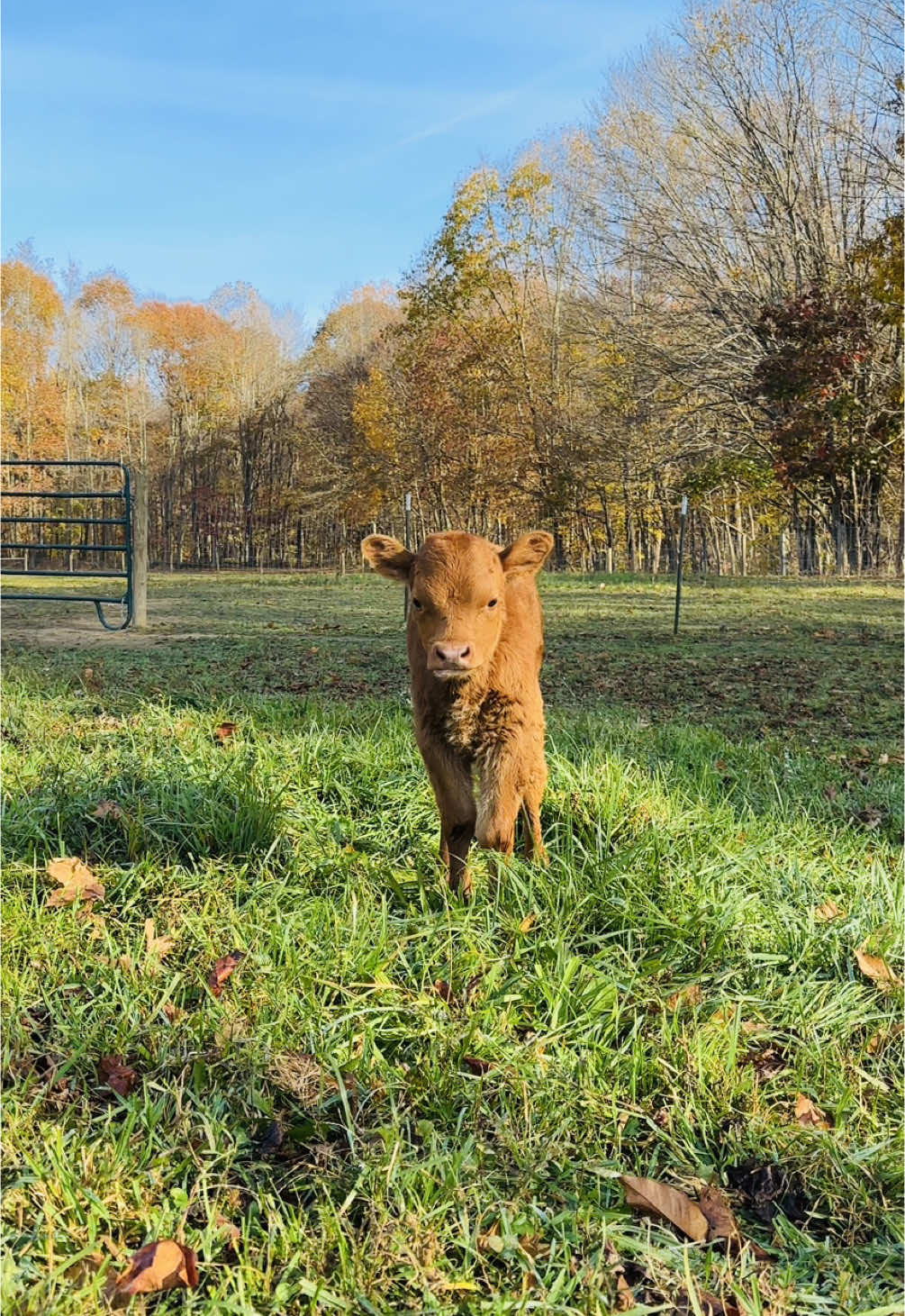 Glen Ferdinand I went to heaven last night 🪽 I take raising animals very seriously. And this broke me. Because God has given us the responsibility to care + tend to these animals, I fell all the emotions deeply — sadness, anger, but especially guilt.  This has been the most difficult time in our homesteading journey that we’ve faced. Thankfully, we’ve always had a healthy herd but sometimes the unfortunate happens & we have no choice but to cope. I’m thankful to God for watching over us, our herd & for allowing us to care for Glen the past 3 months.  Praying that God is watching him run around the greenest pastures. 🤍  #farmlife #farming #homesteadlife #homesteading #grief #loss #animalloss #beefcattle #fyp 