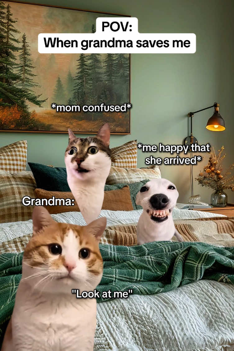 When grandma saves me #catmemes #realatable #Relationship #mom #grandma 