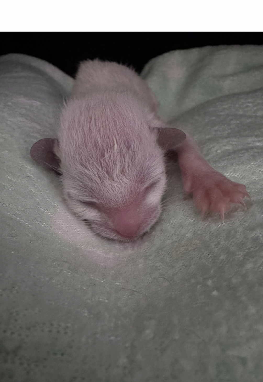 #baby #katze #babykatze #aufziehen #aufzucht #baby  #babylove #meinbaby #siam #siamesecat 