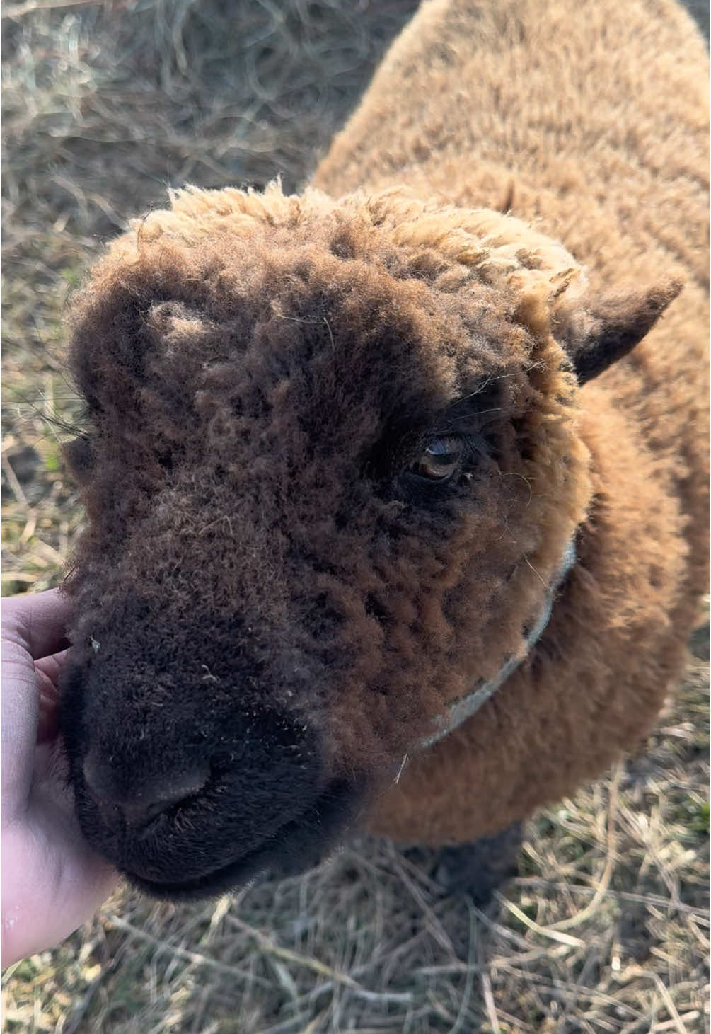 Our favorite ram, Baxter. These sheep are so docile and friendly! I’d take 100 of them if I could! Those cute little tail wags are just icing on the cake!  #babydolls #babydollsheep #smilingsheep #southdownsheep #smallfarm #homestead #homesteading #countrylife #countryliving #simplelife #winter