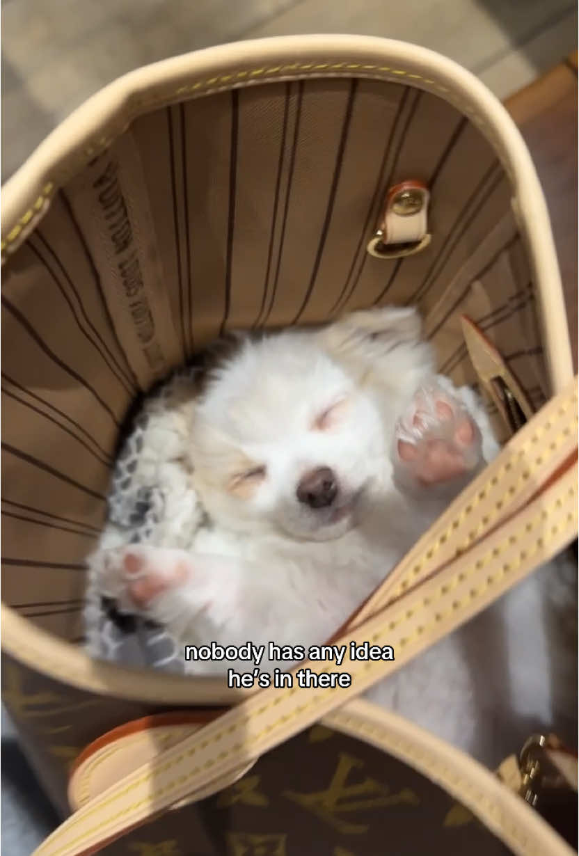 hehe #puppytiktok #puppy #sushi #restaurant #dog 