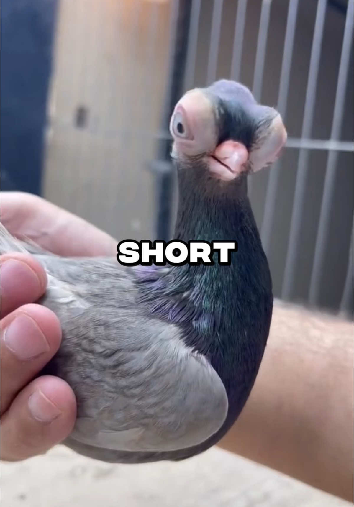 Nature is so weird…😭💀 #pigeon #pigeons #animalsoftiktok #bird #pigeonlovers 