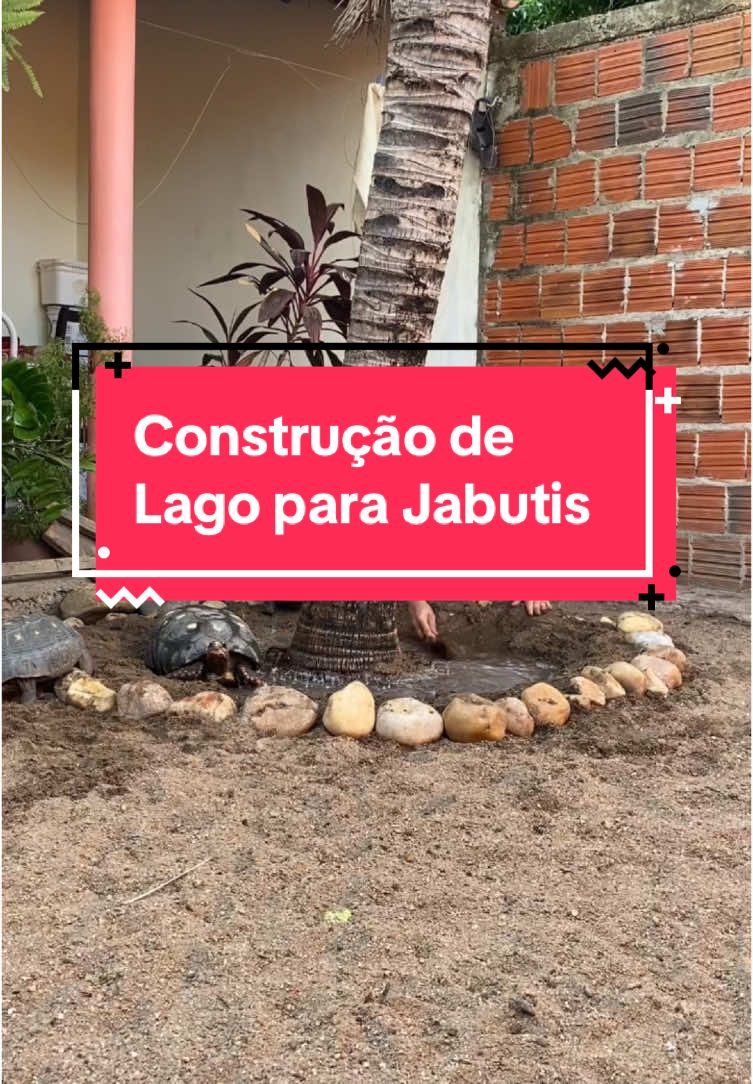 Os fiscais de obra atacam novamente 😂😂😂😂😂 Explicações do vídeo: Estamos passando por uma onda de calor sem explicação no Nordeste. Como alternativa, resolvi fazer um lago improvisado para amenizar esse calor para os jabutis. Vocês devem estar se questionando o porquê de não passar um cimento, mas é importante lembrar que os jabutis amam terra, amam cavar, se refrescar nela, isso é um tipo de enriquecimento ambiental. Mais importante do que , o “verde” que tanto cobram rsrs. Aqui sempre pensamos no bem estar deles.