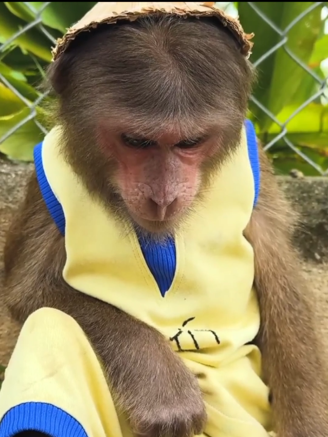 Today cutis monkey is very sad #usa_tiktok #monkey #fyp #monkeyfamily #monkeyfunnyvideo #monkeyfunny #funnymonkey #monkeyfunnyvideo #monkeyfamily #fyp #monkey #usa_tiktok 