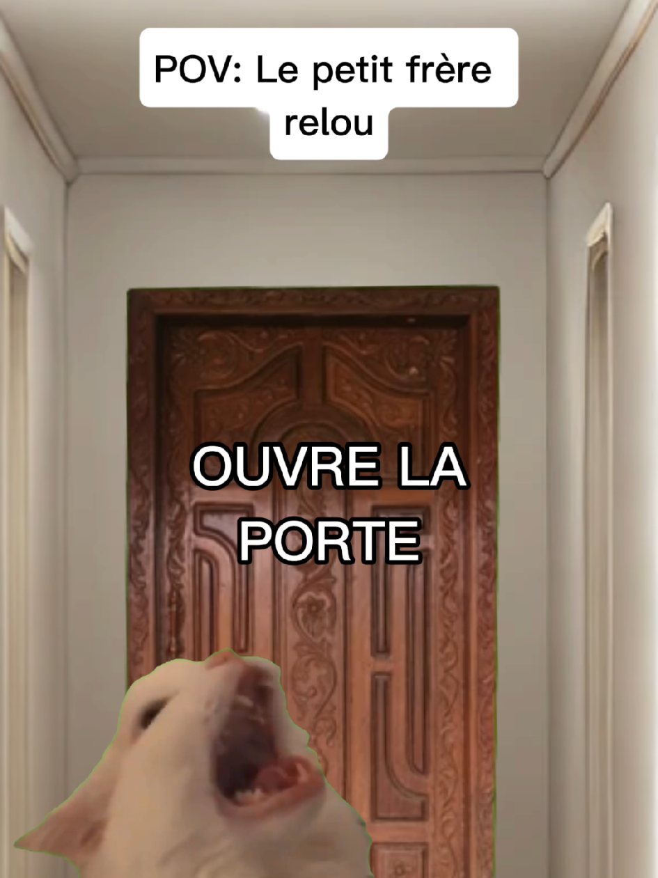 POV: Le petit frère relou #humour #drole #sketch #catmeme #pov 