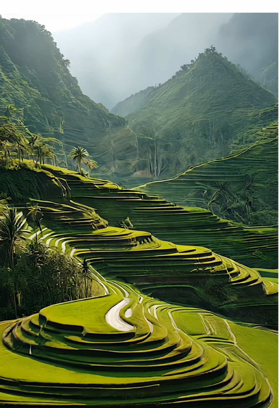 Beautiful rice fields #fyp #foru #foruyou #beautiful #positivevibes #feelinggood #beautifuldestinations #mood #moody #aesthetics #aestheticvideos #relax #relaxing #relaxation